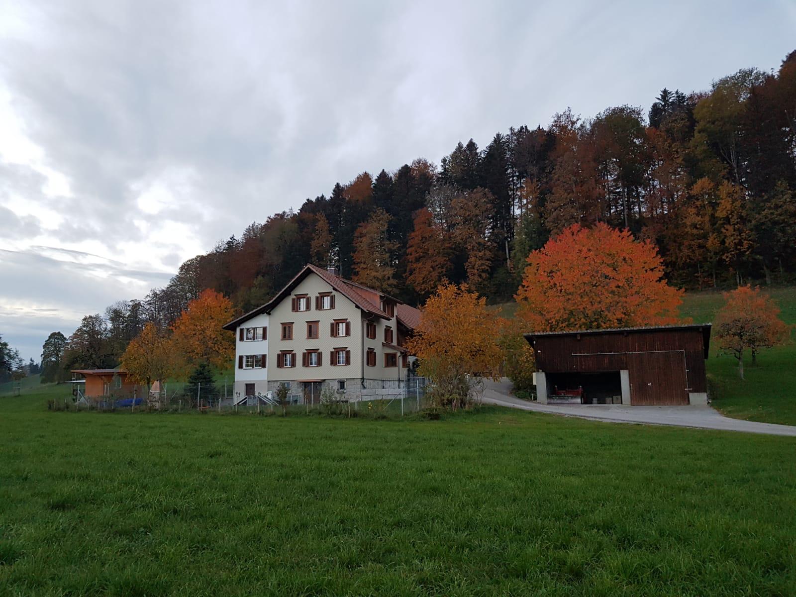 Goldigen
