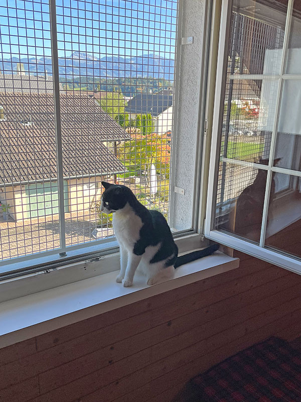 Ferienkatze