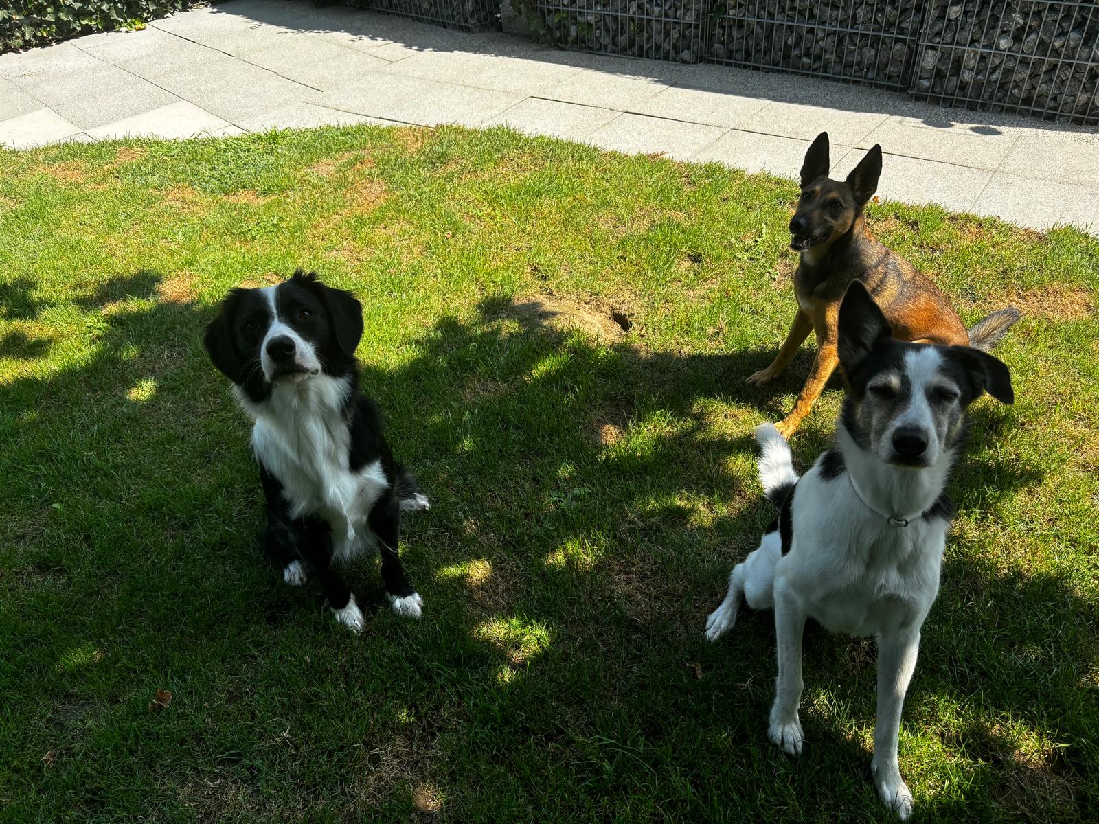 Hundegarten